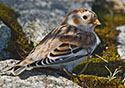 Plectrophenax nivalis